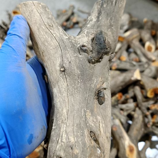 肥***哥香榧木崖柏原叉崖柏原叉崖柏