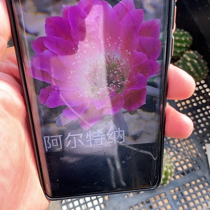 丽 阿尔特娜/侧芽歪20包邮/