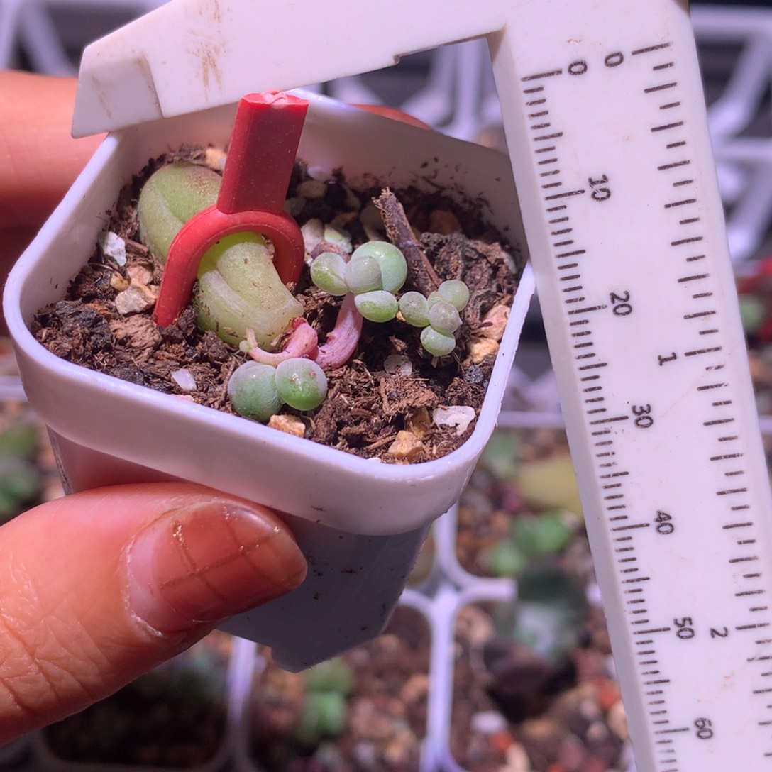 乌里韦亚嚯哈哈哈哈哈