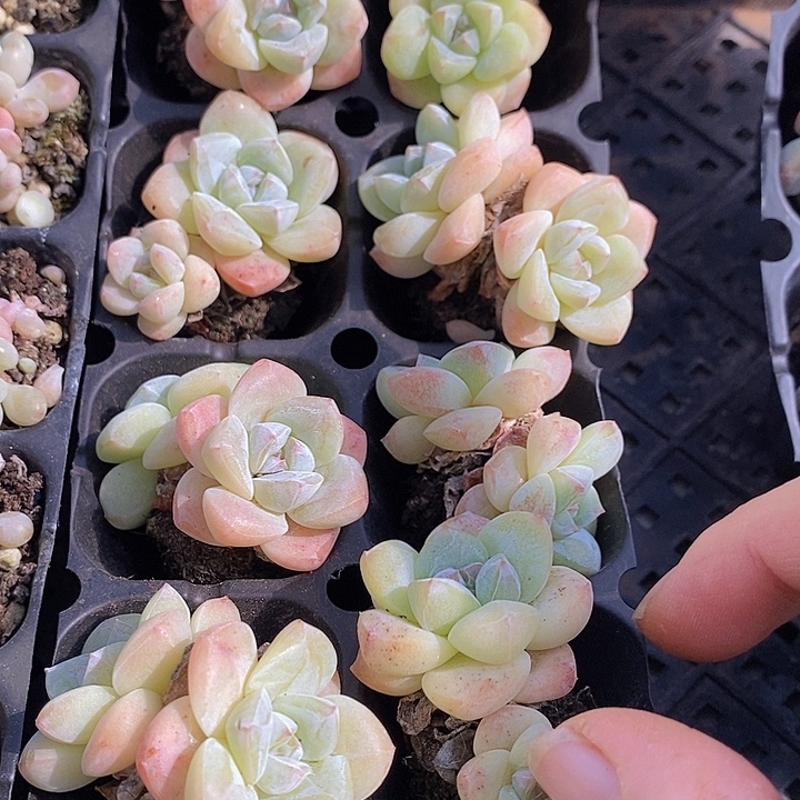 82 多肉植物盆栽花卉