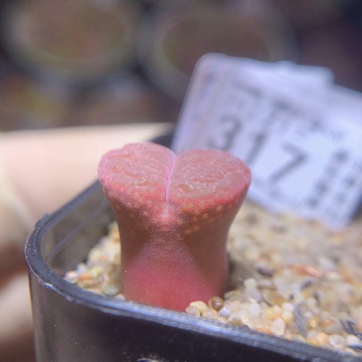 精品生石花221.317