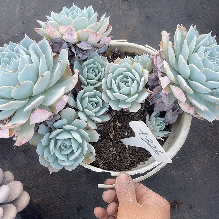 两单包邮，一物一拍326薄叶蓝鸟