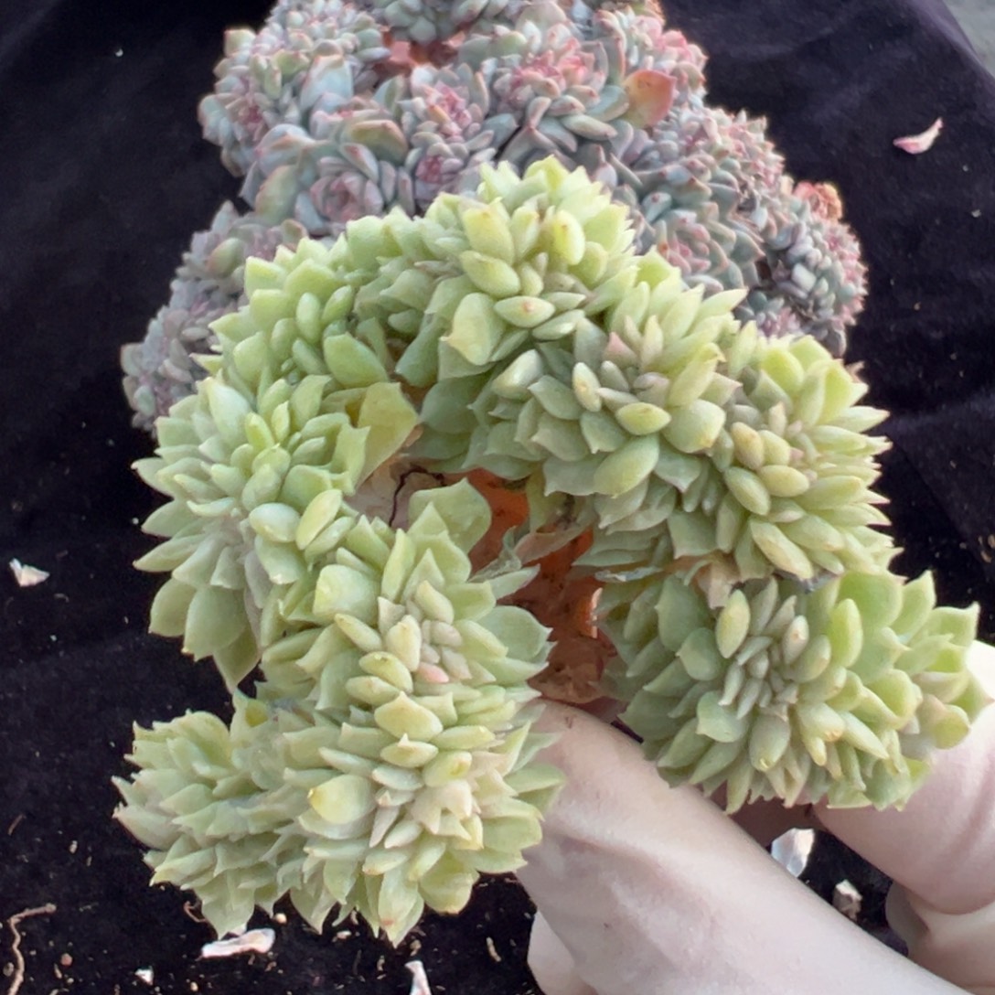 新年快乐 新年快乐 新年快乐