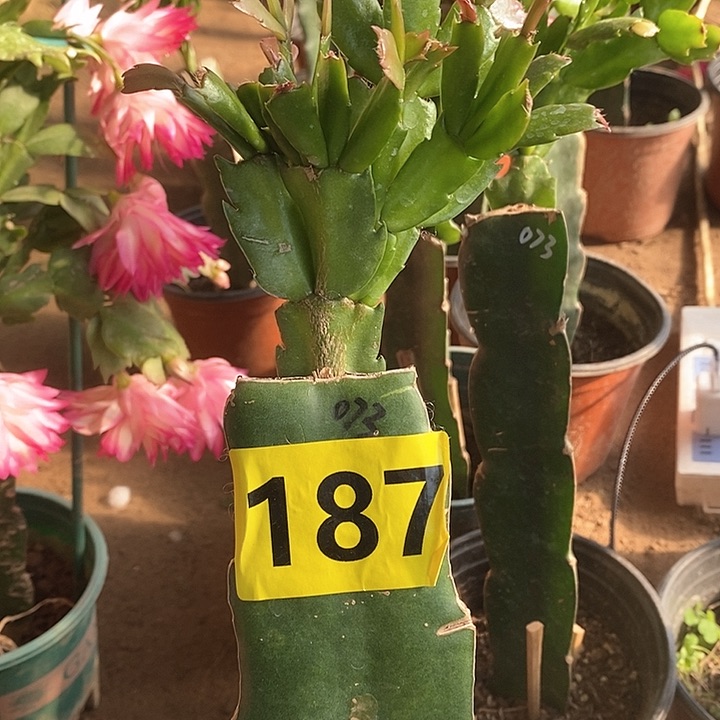 无花朵优**子073/187号