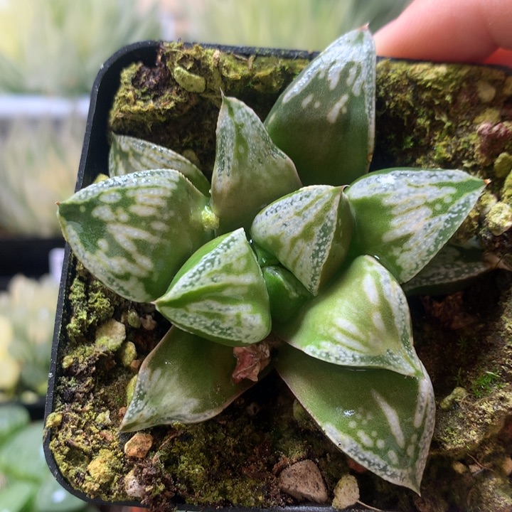 铜雀台一物一拍带盆