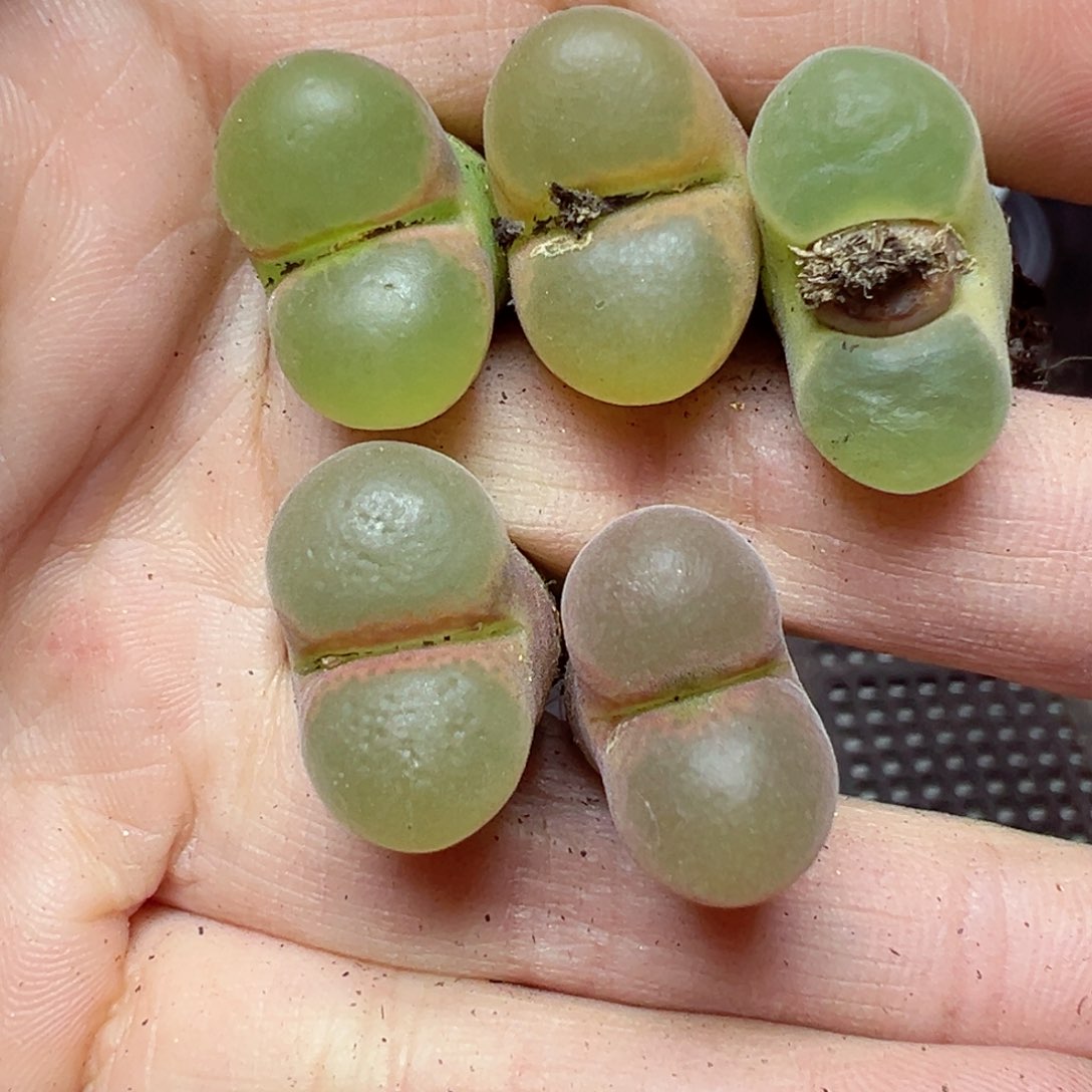 【闪购商品】1330……