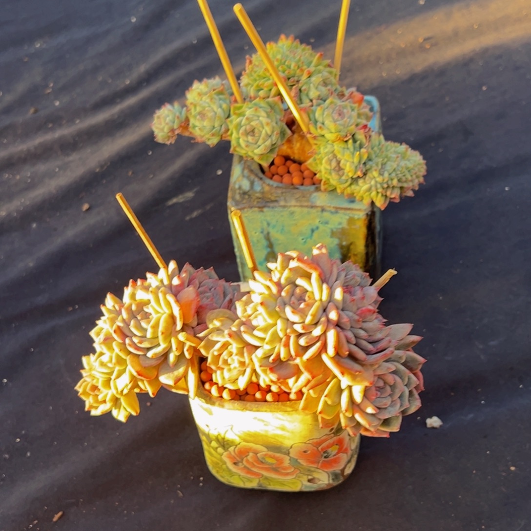 小***鹅冰魄缀两颗天天开心微瑕