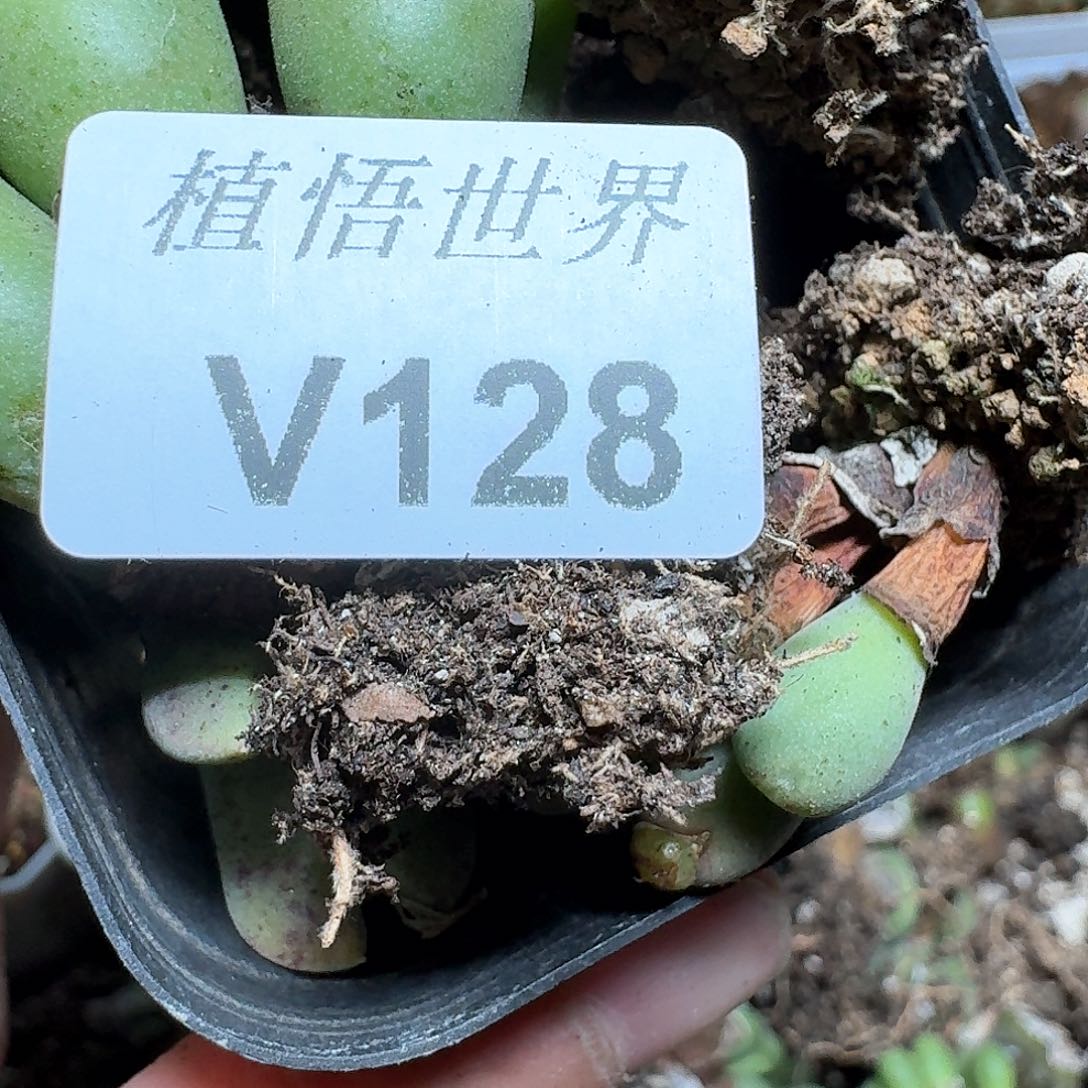 128盒多肉植物哇cv