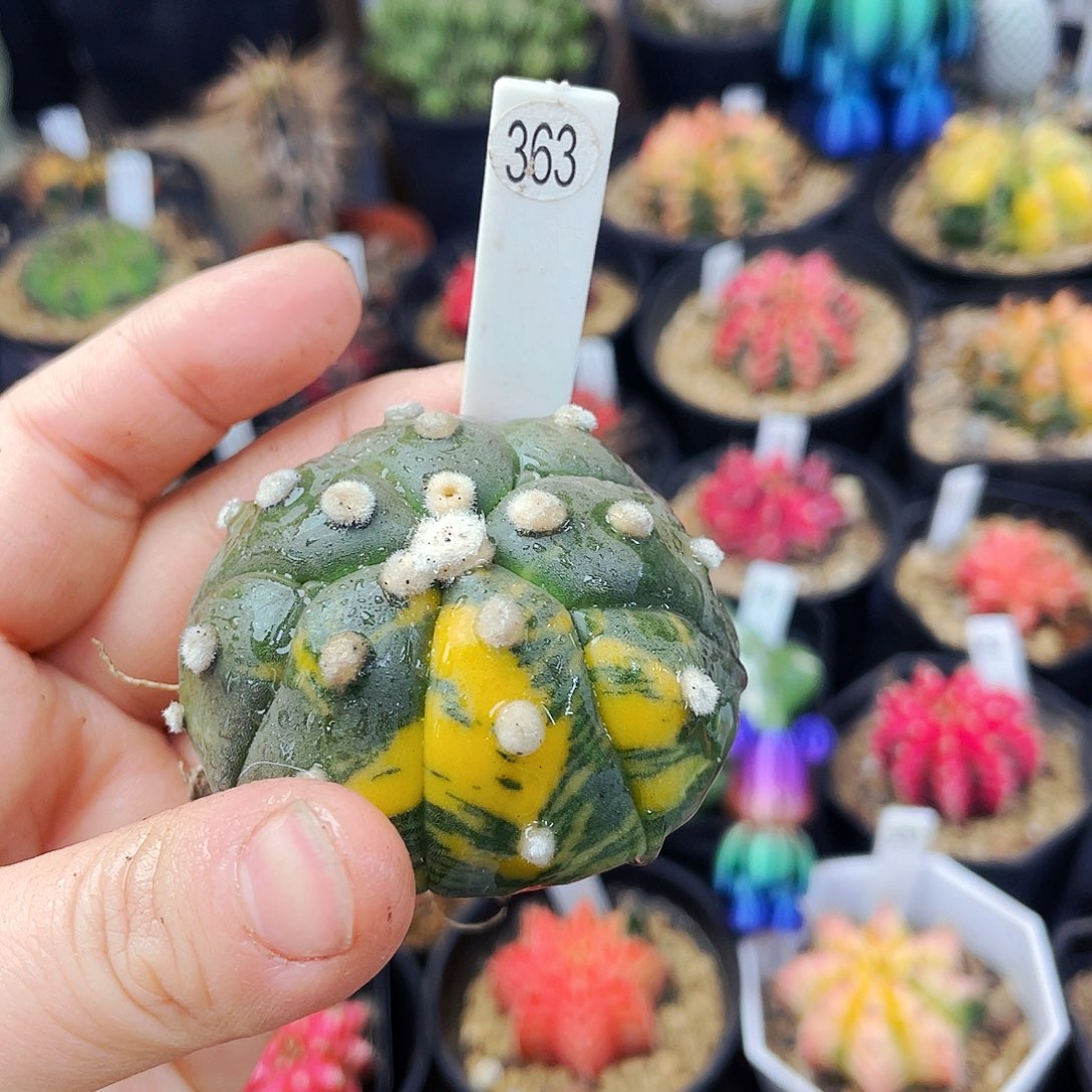 非偏远地区满25包邮仙人球