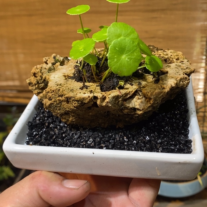 是***?退款拉黑一物一拍119