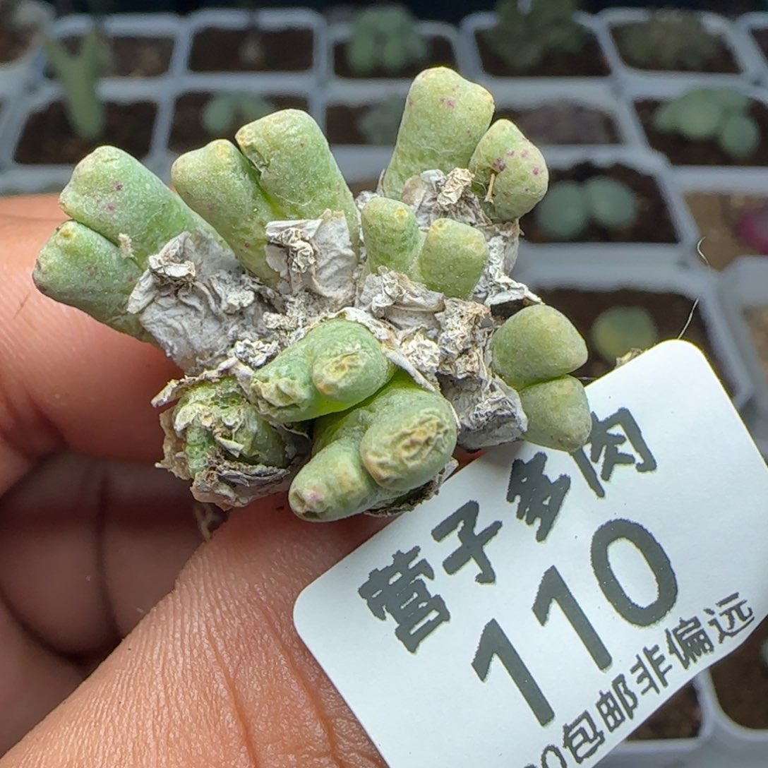 鹿角斑马。               