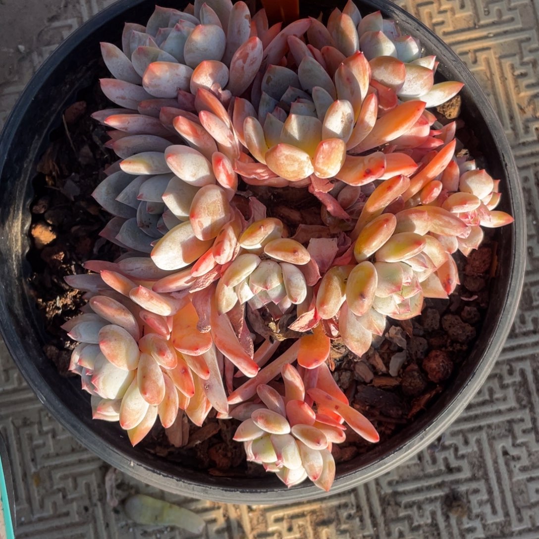 72号星影群生多头