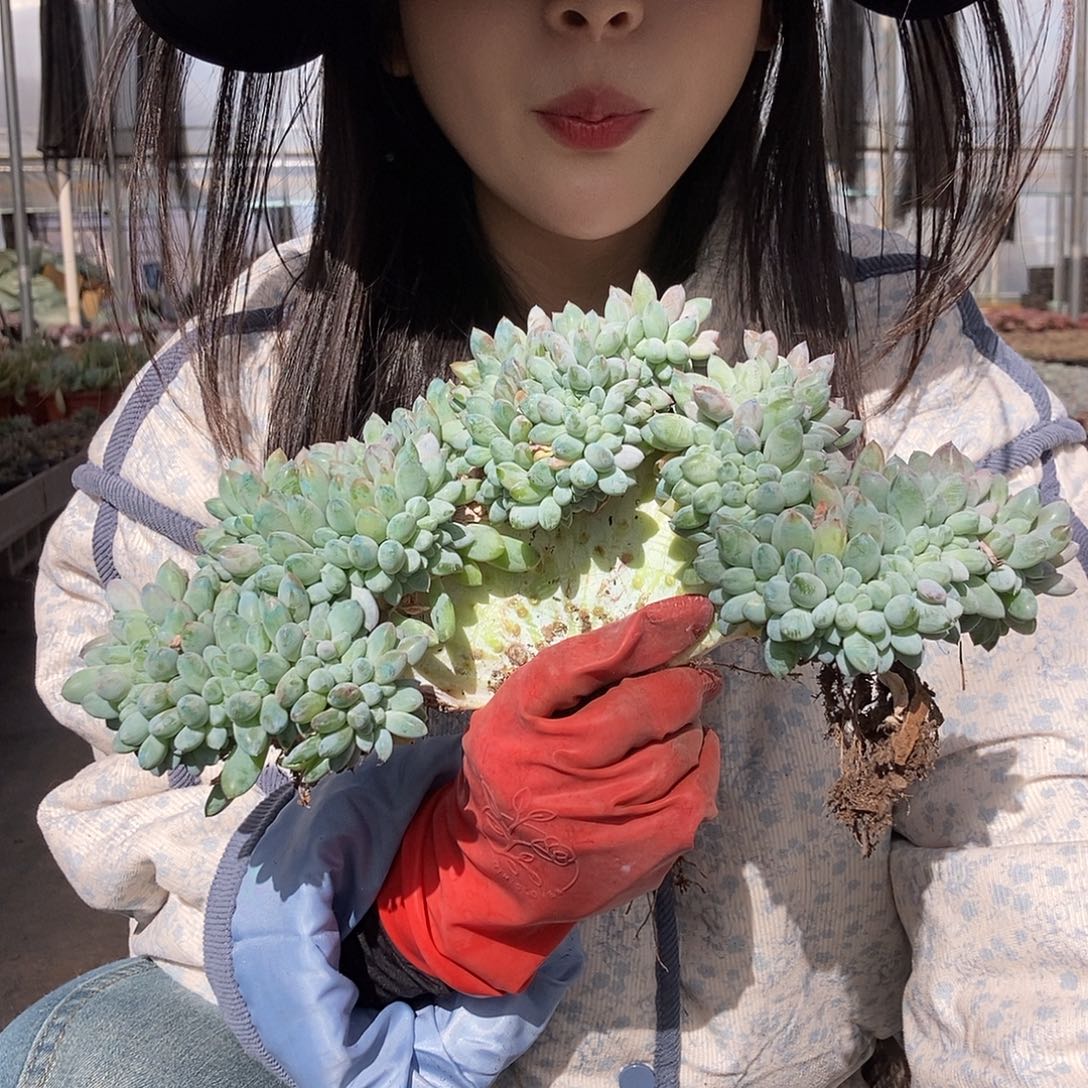 大奶糖缀化随机发货