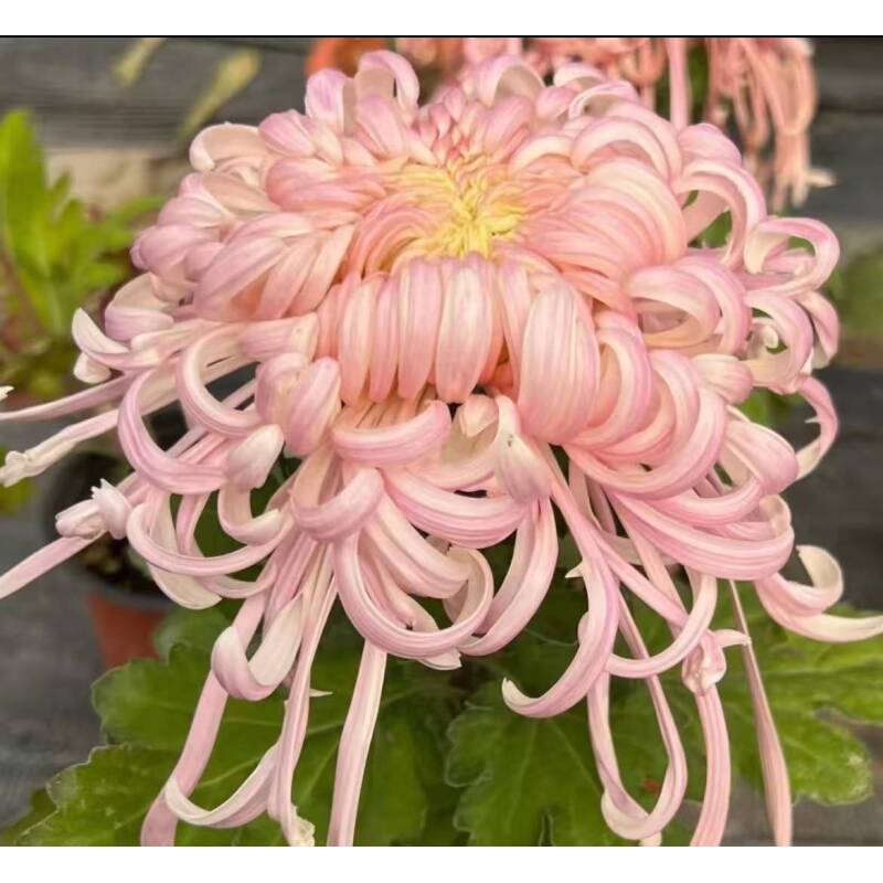 F组一物一拍菊花盆栽九月大菊花断植掉苞不售后