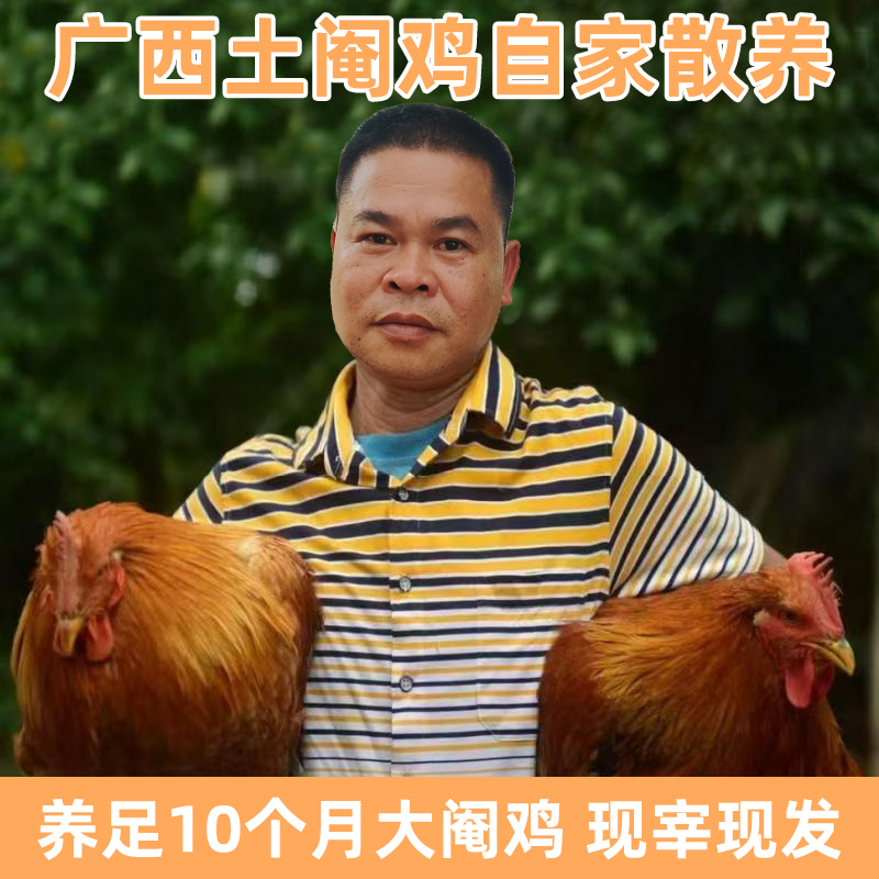 【顺丰包邮】广西农家散养大阉鸡土鸡丁当鸡新鲜现杀 包冰率不含冰