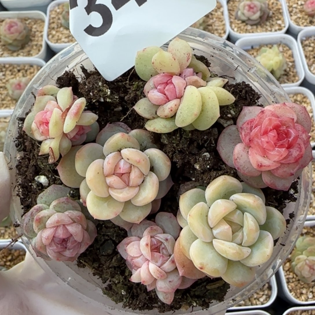 348 号王者系列珍妮一盒