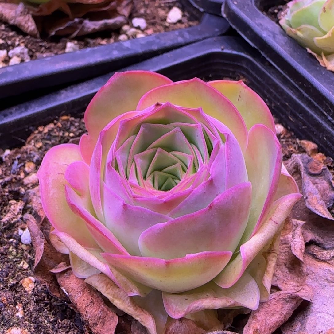 福利164646644441646466444