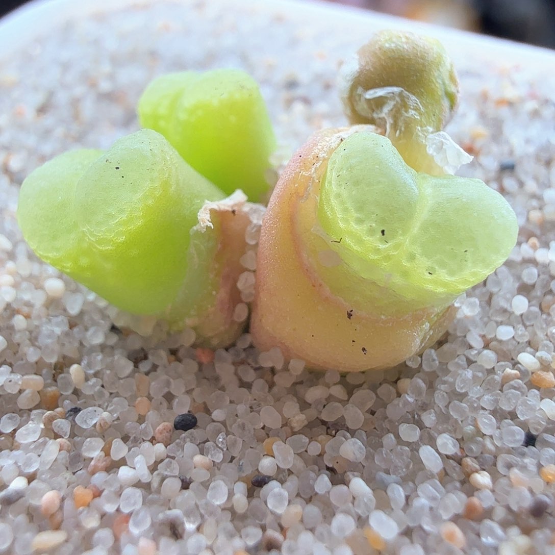 2.25.4/1453.9粉樱四年控养新头尺寸小/多肉植物
