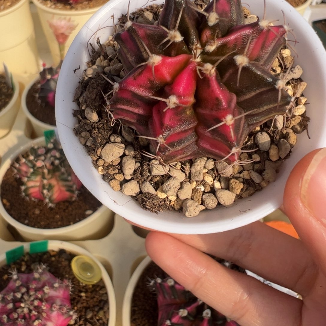 413 好看的米哈冲冲冲（有瑕疵）