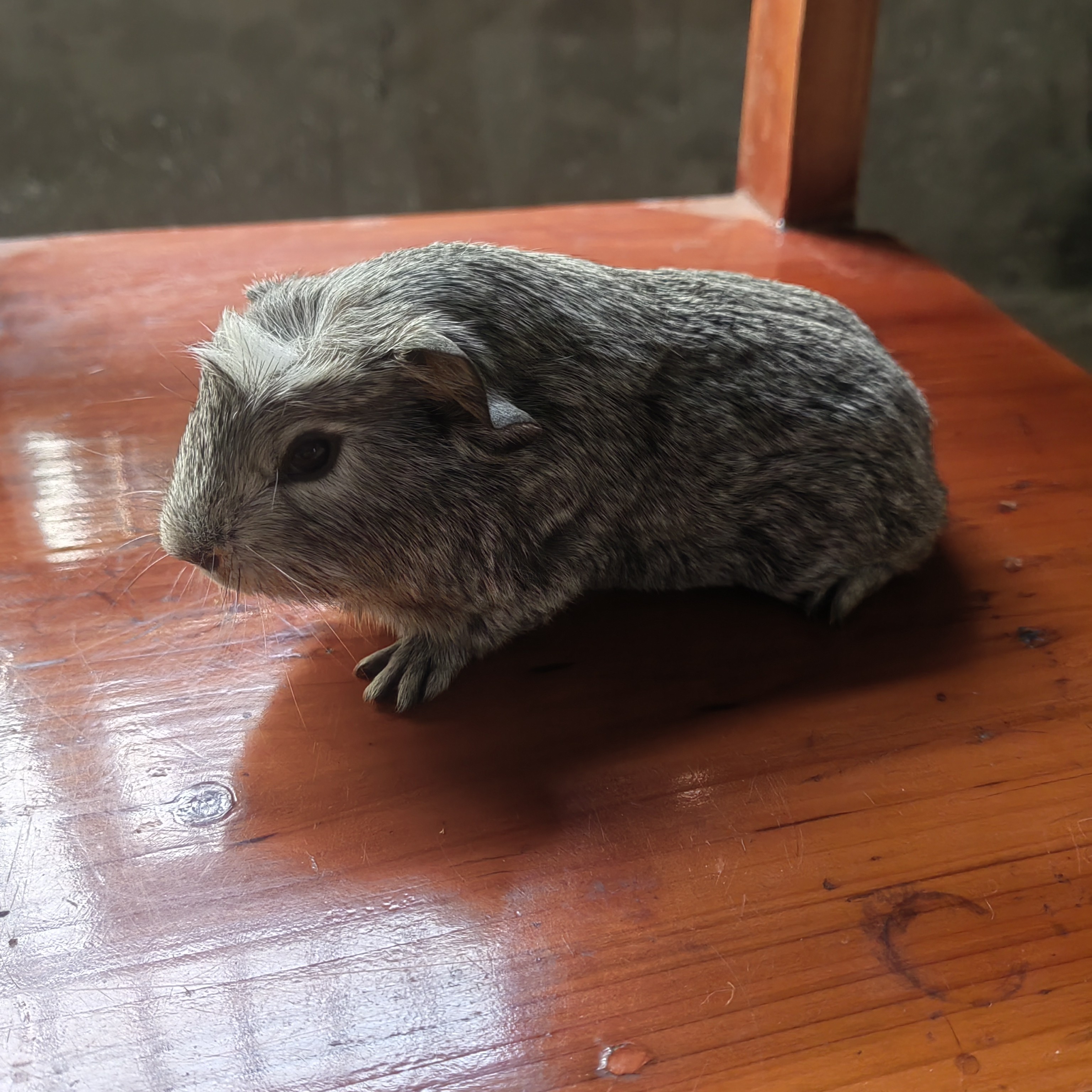 貂灰冠毛加州妹妹（一物一拍）