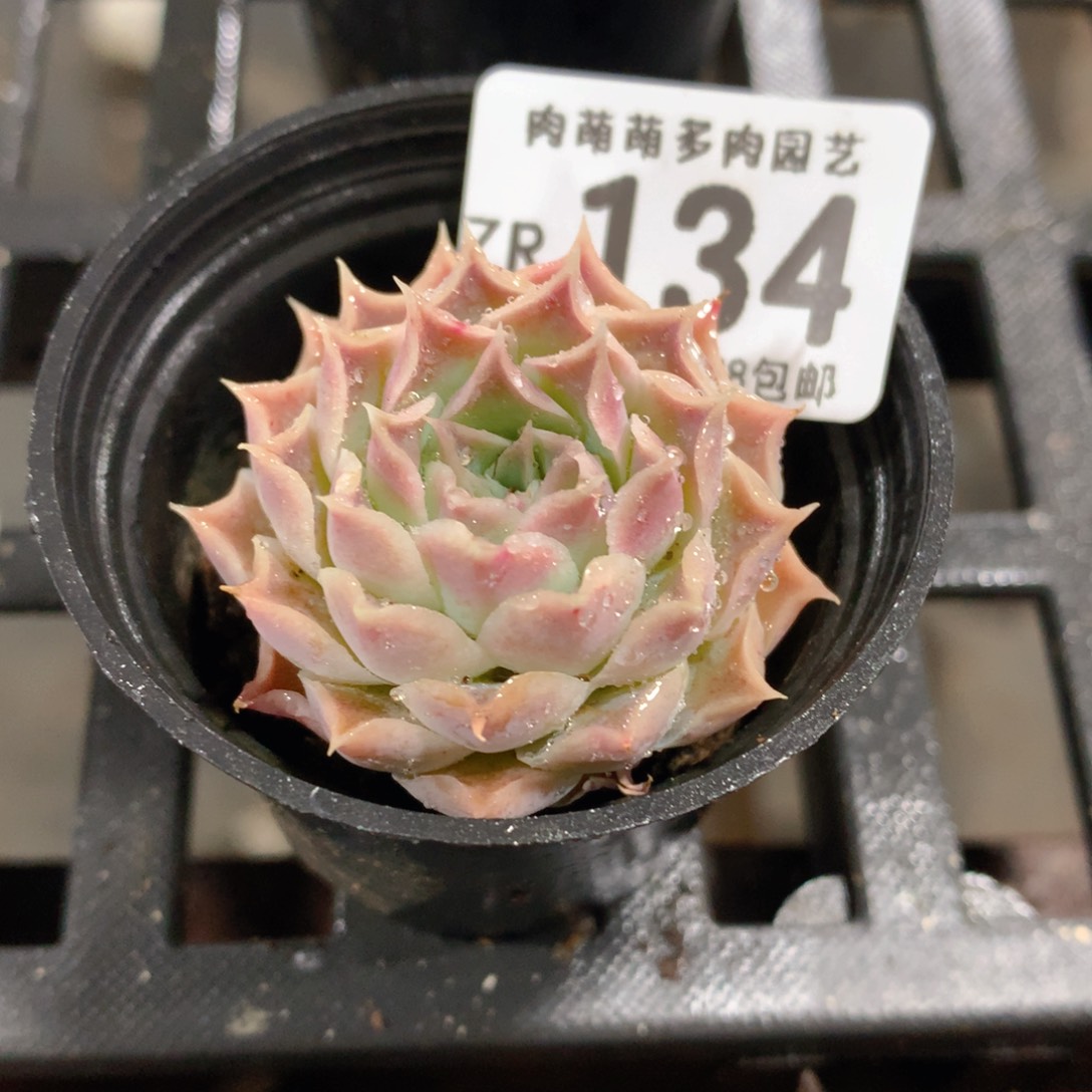 肉萌萌拇指盆精控多肉ZR134