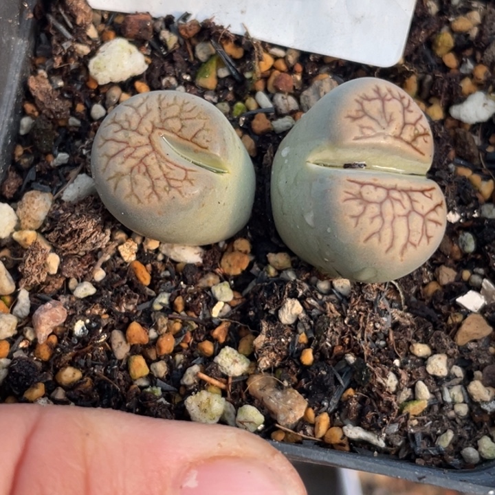 完全开放529菊化石缀化