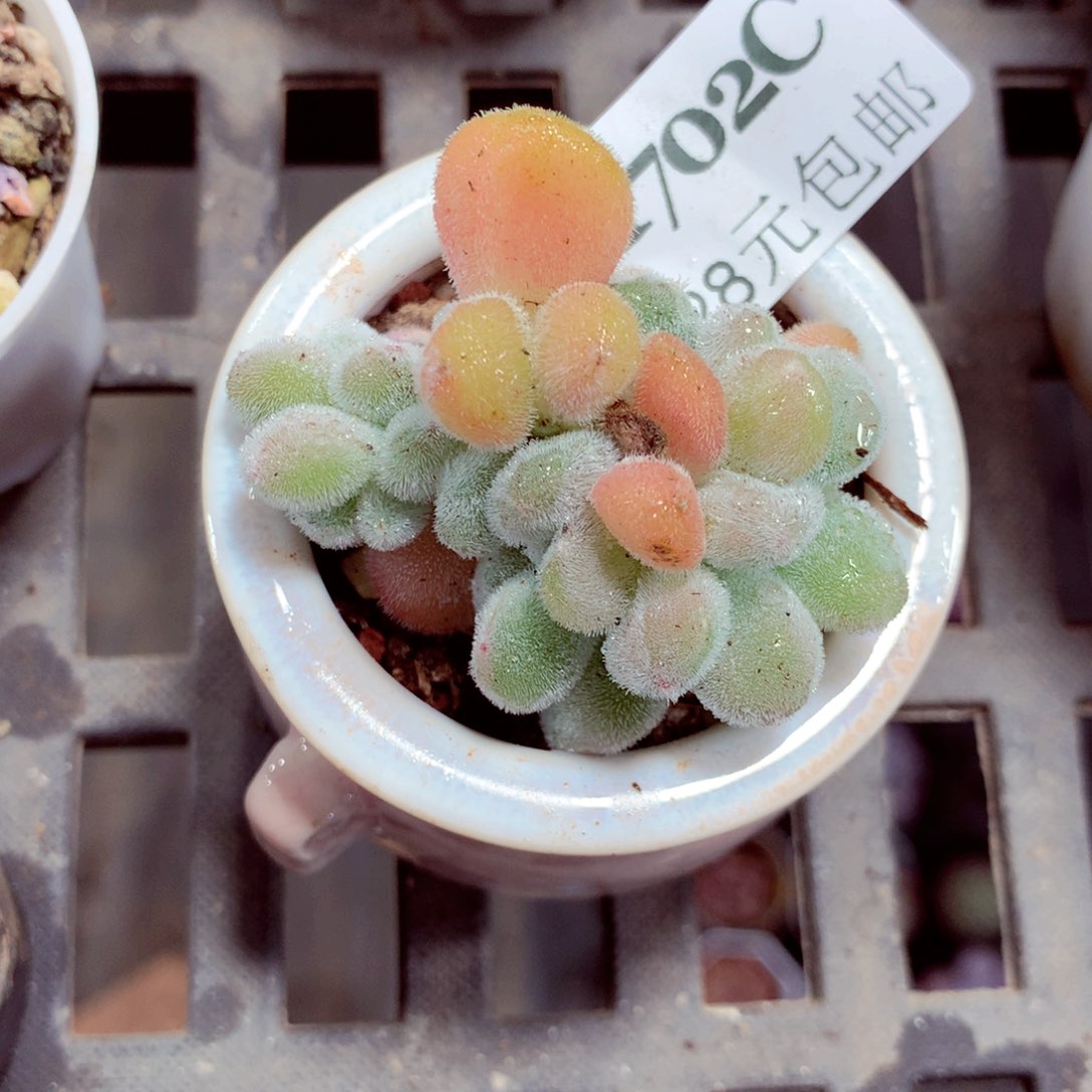 5厘米盆精控多肉1702