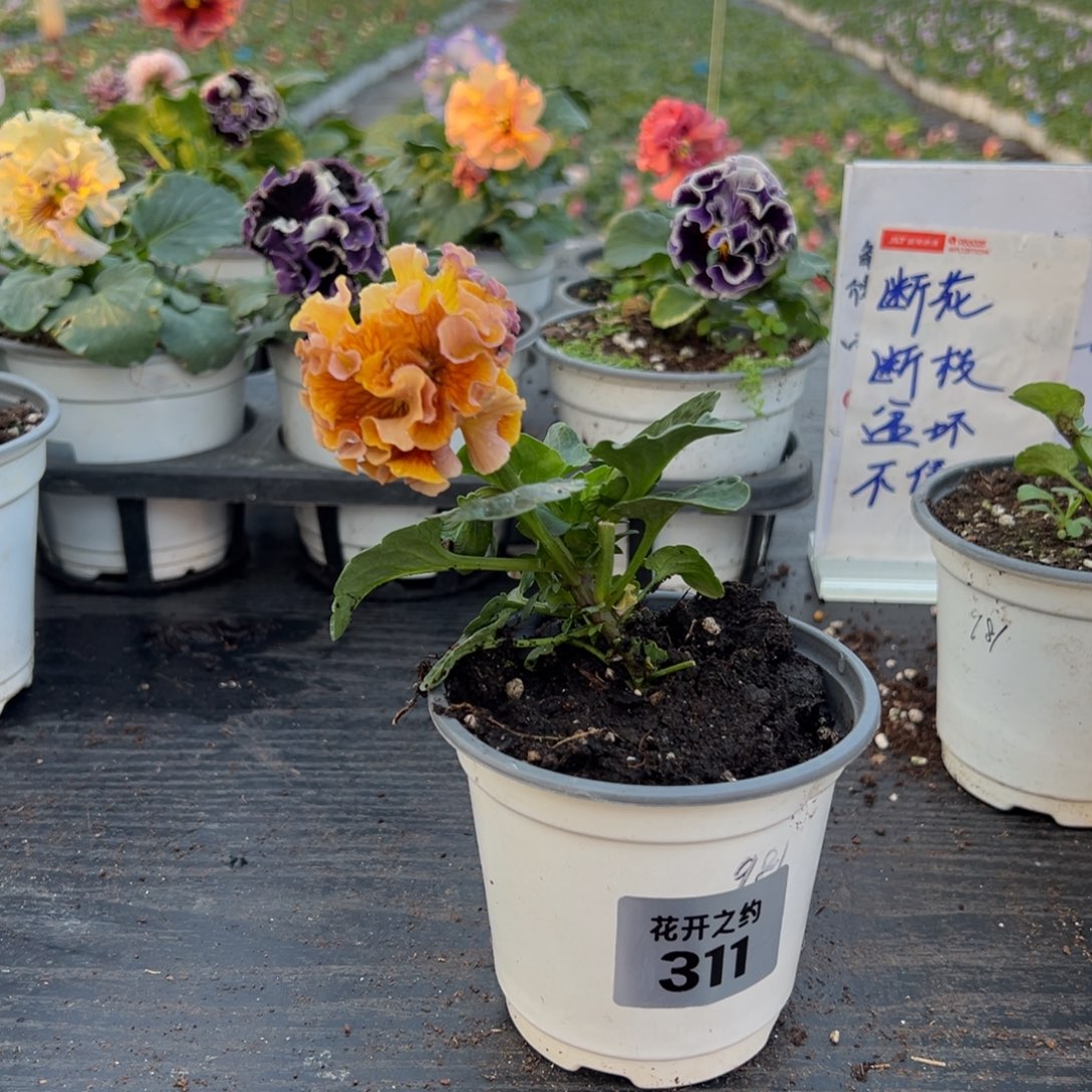 少量花朵（建议范围：2朵-5朵 或40%以下）311号