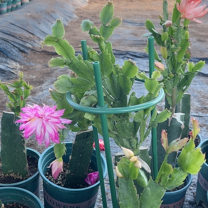 粿***汁21号047，0000000000