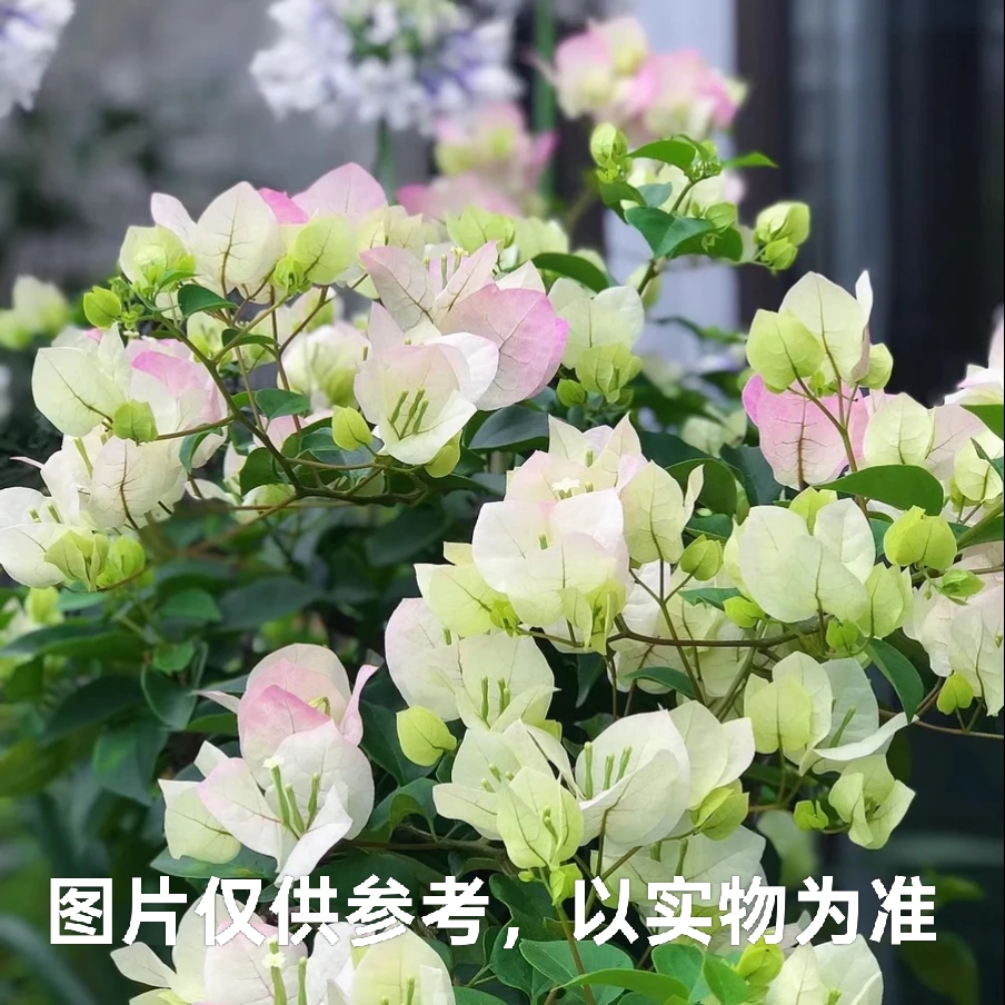 【绿樱】三角梅阳台庭院爬藤盆栽勤花四季开花基地直发。