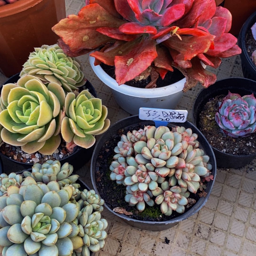 珍***前一物一拍多肉植物
