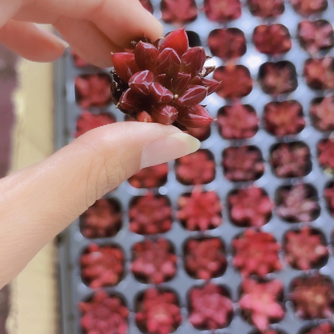 小穴苗红言蜜语多肉植物