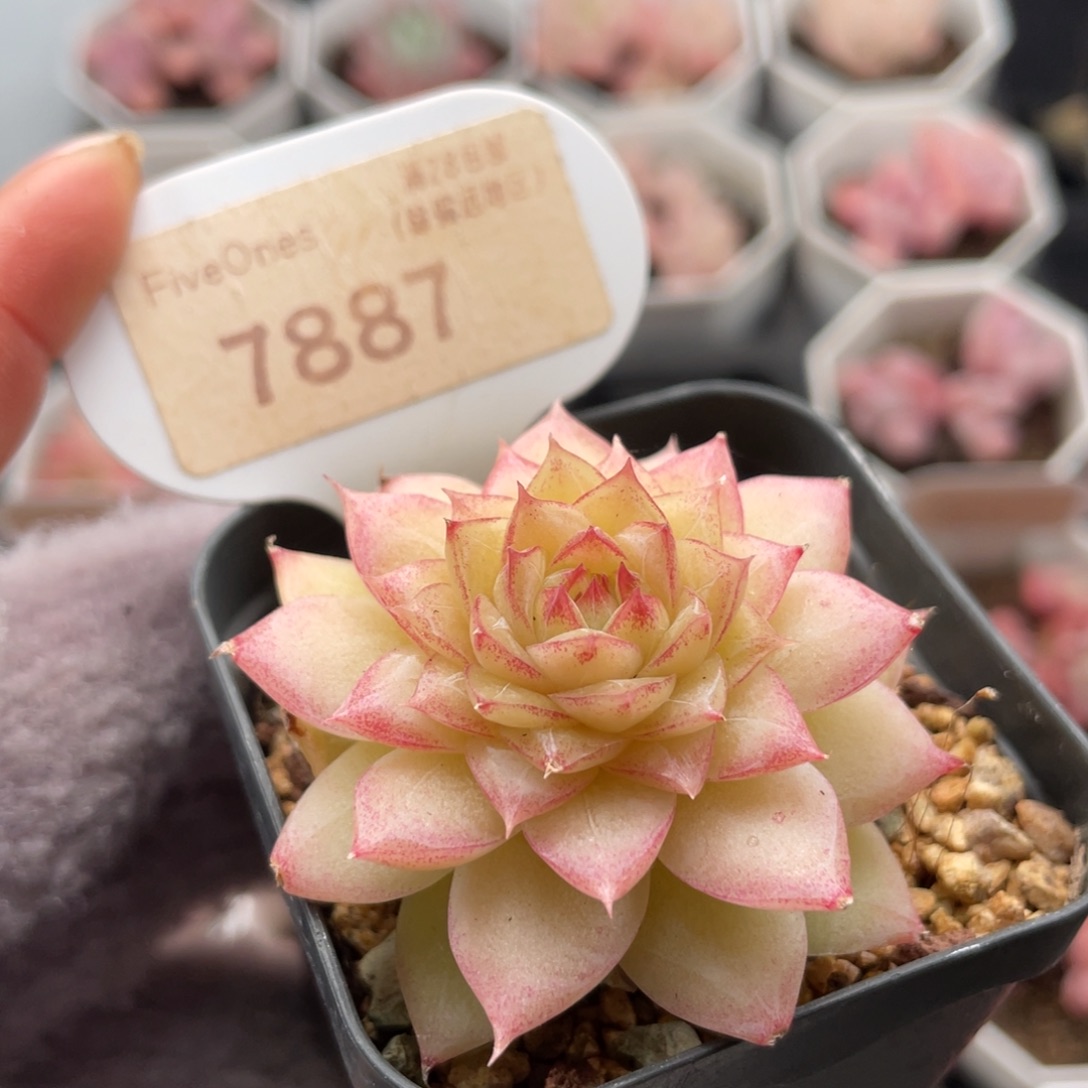 翡翠7887-4.5厘米