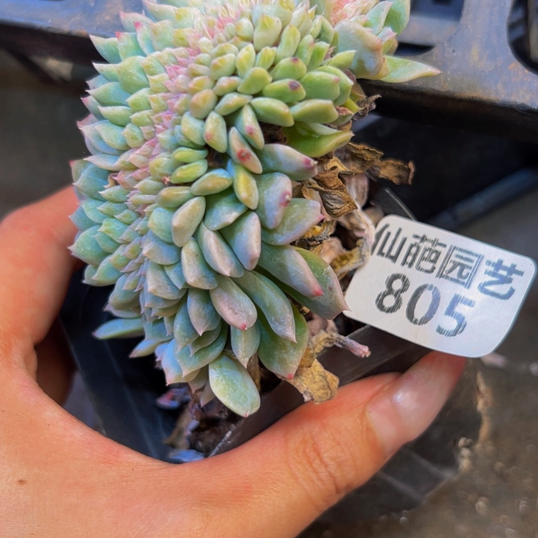 805多肉的小龙虾和一个小龙虾