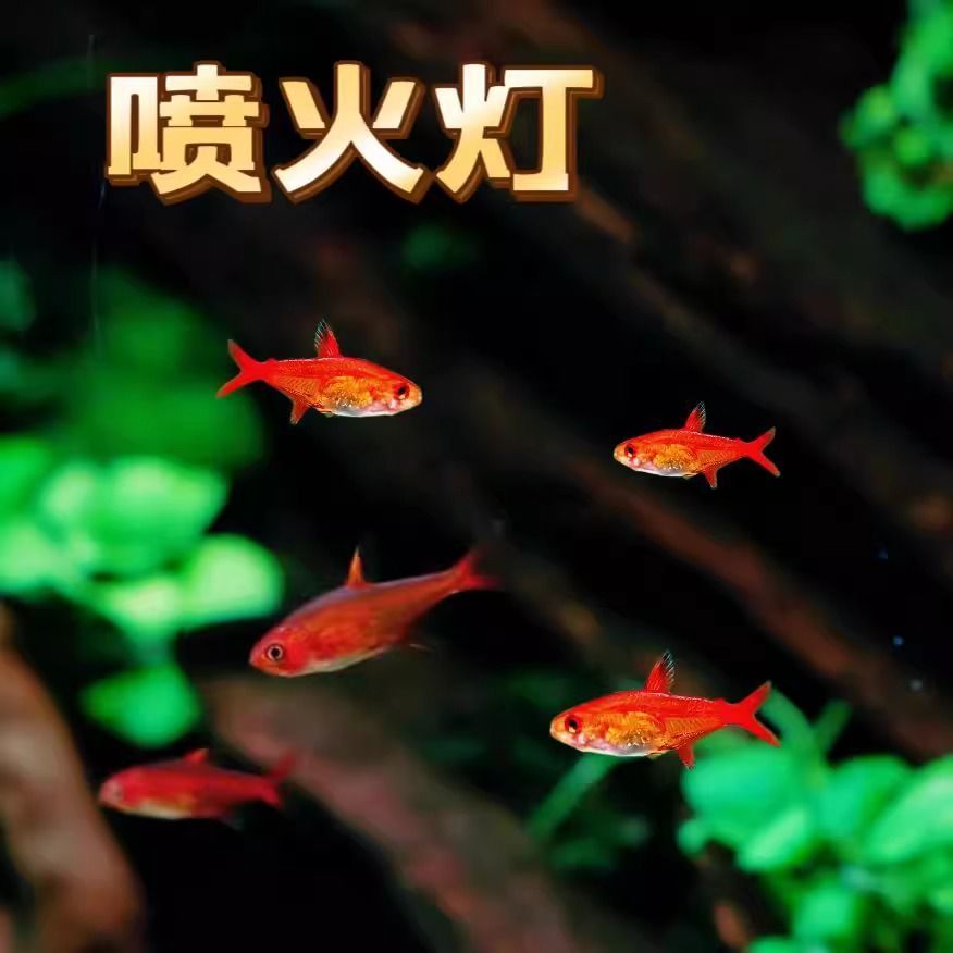 喷火灯群游观赏鱼十条