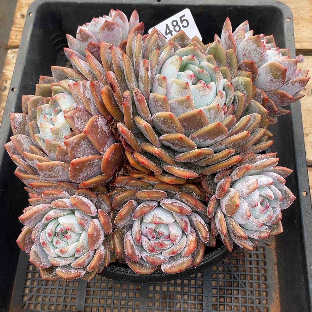 485多肉植物多肉植物