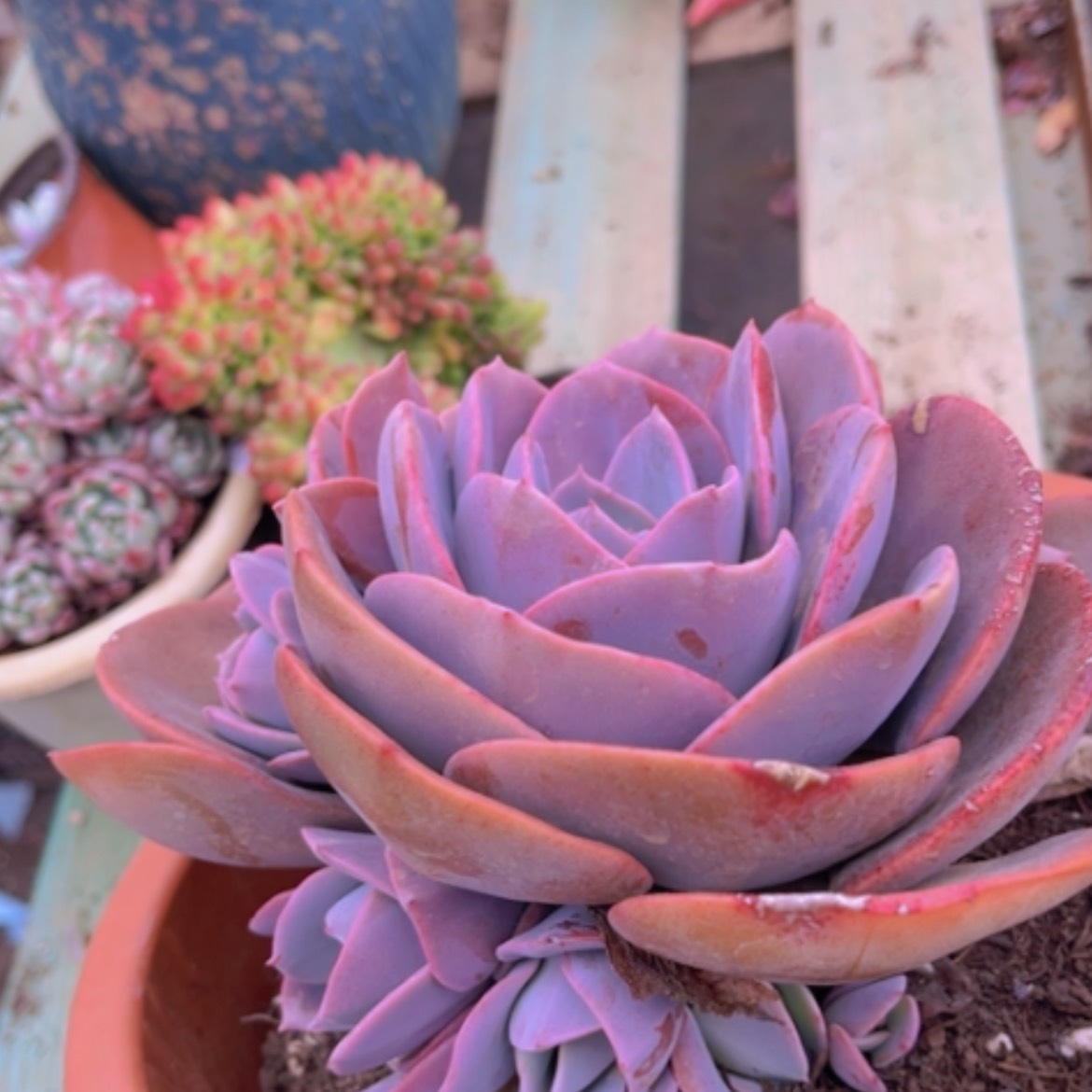 【闪购商品】尘埃玫瑰16202