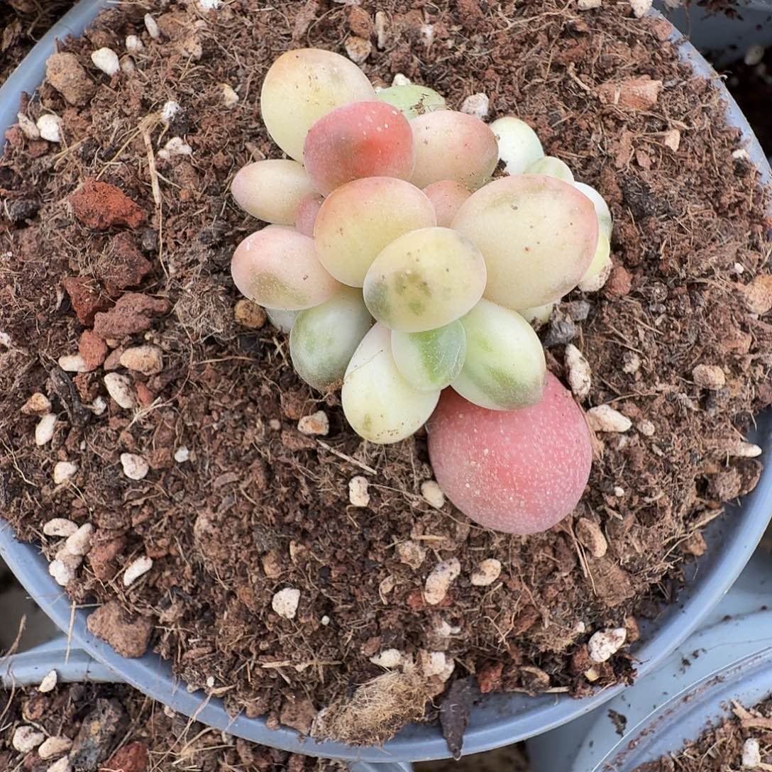 糖果美人1111225-305