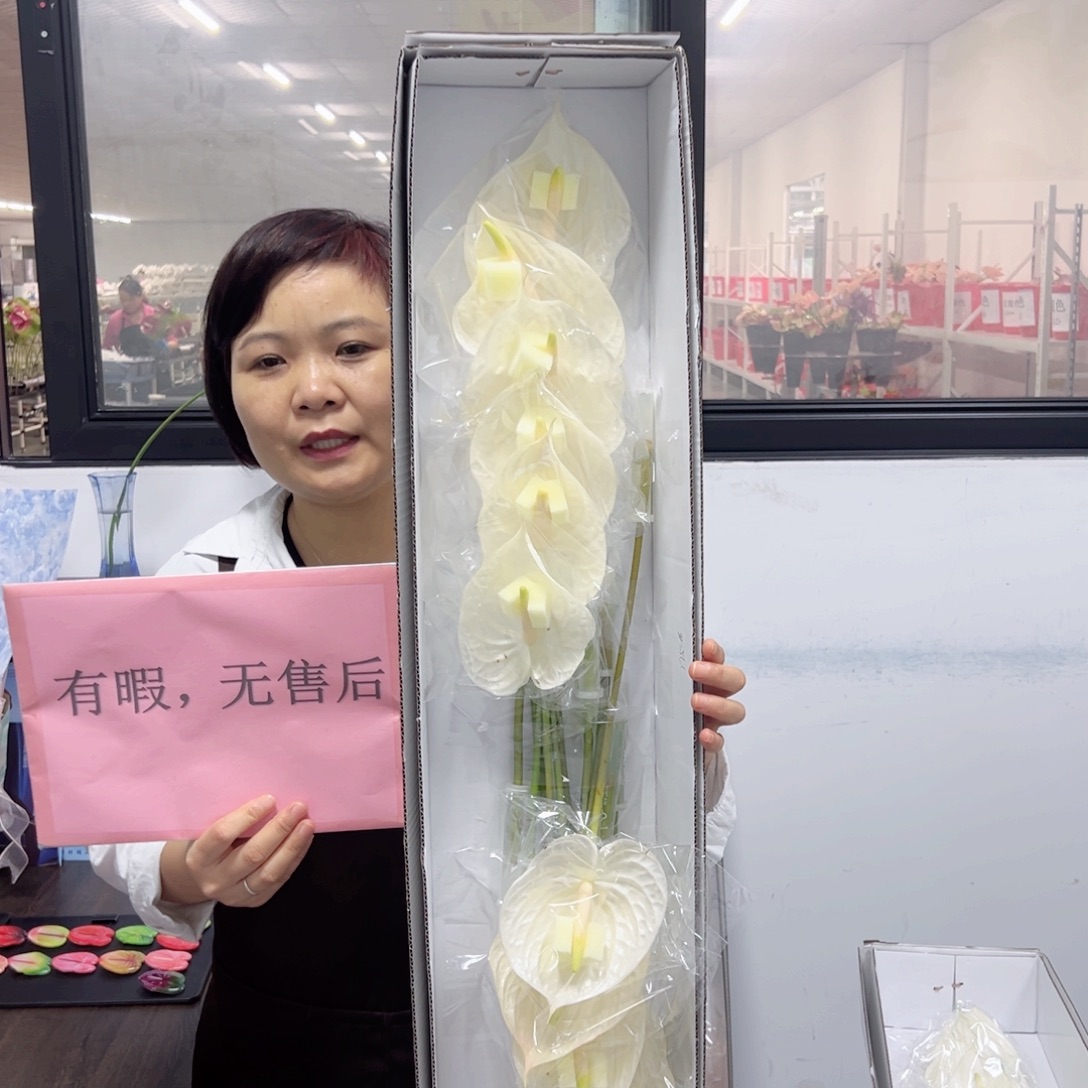 完全开放白掌12枝有瑕无售后款
