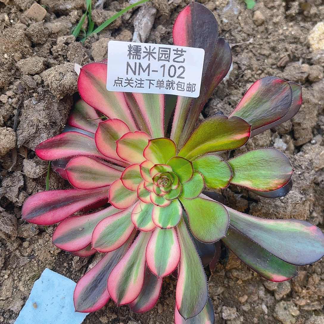 花蝴蝶多肉植物102