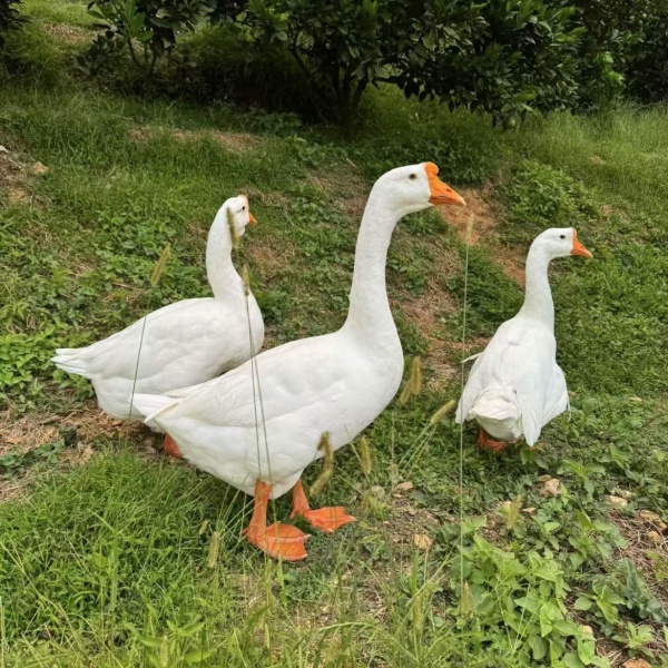 五龙鹅大白鹅宠物凤头y10只（活的包邮）