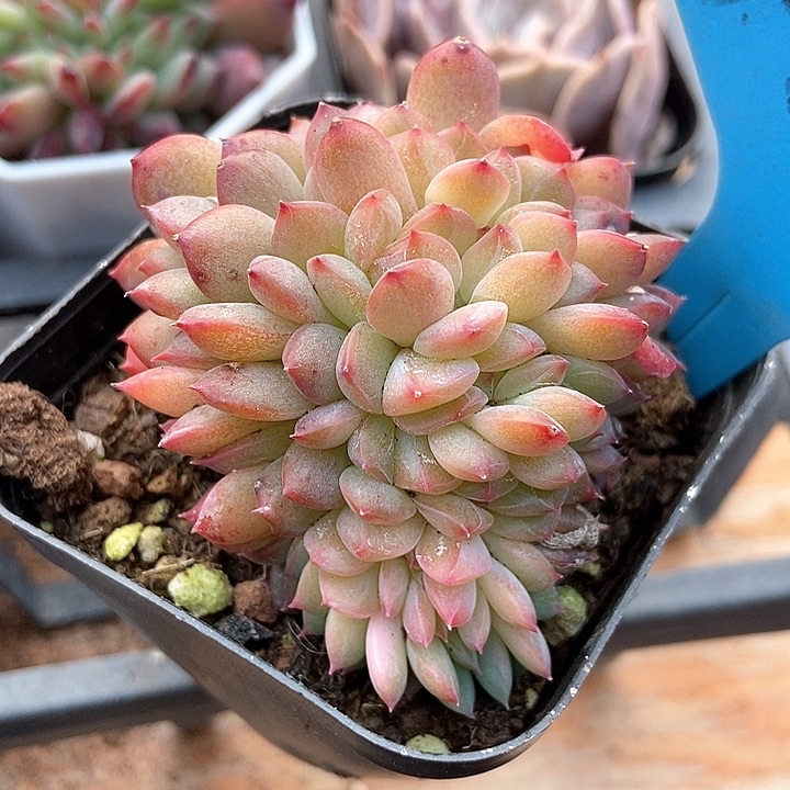 多肉植物冰魄缀a 015