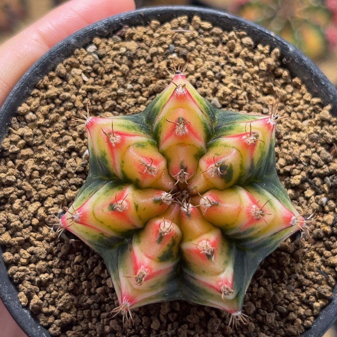 奶油蛋糕 米哈仙人球