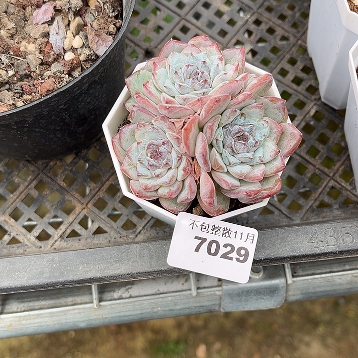 阿雅园艺。      7029冰魄