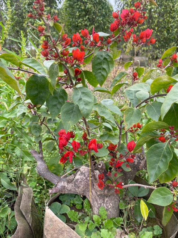 三角梅微造景摆台小盆景绿植一物一拍