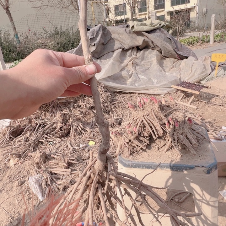 当前无花栽培后可以开花豆绿