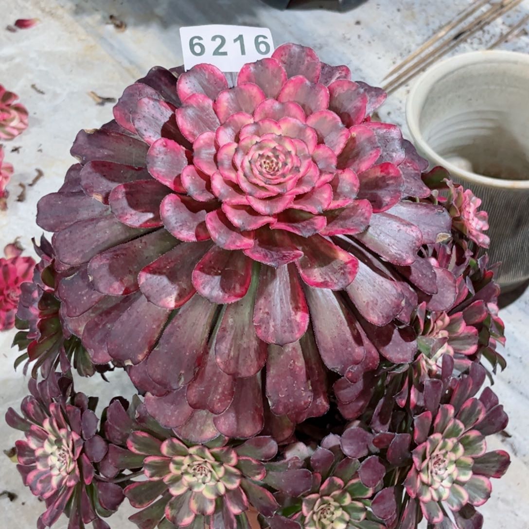 黑天使多肉发货发货