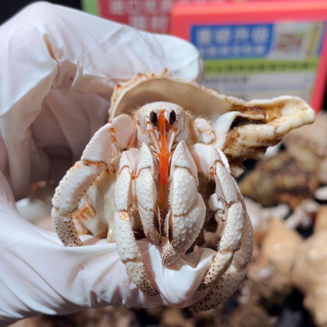 蜗居异宠寄居蟹0103，白草漏！