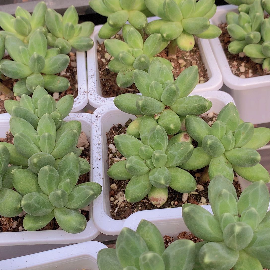 优选千代田34678899999