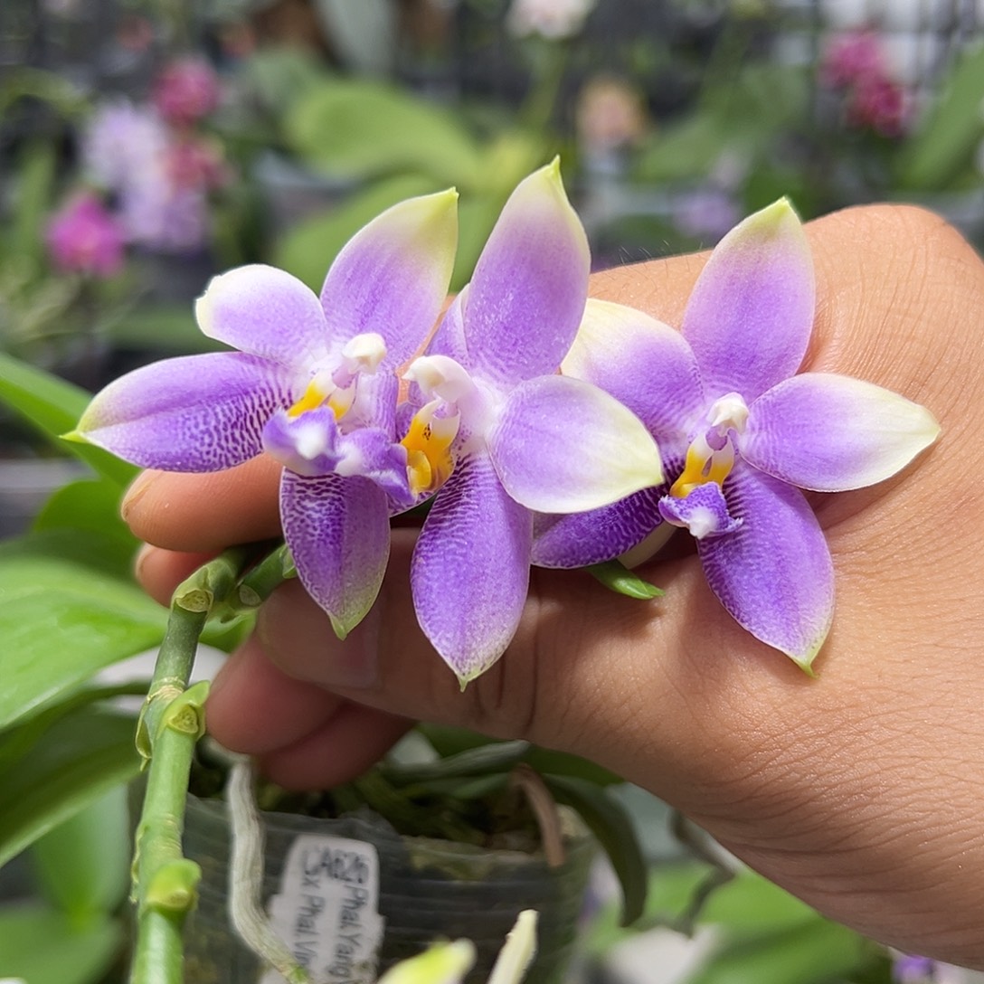 当前无花栽培后可以开花